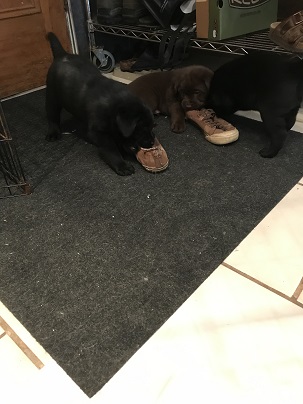 Never let your puppies play with shoes....