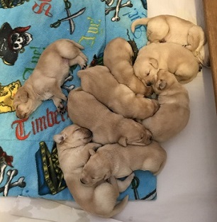 9 Puppies and a clean bed