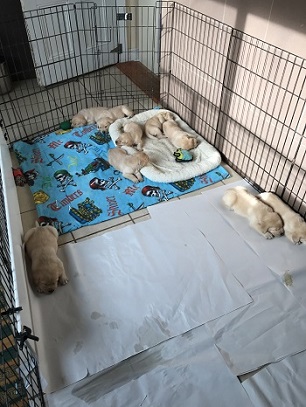 Puppies learning clean/sleep area from newspaper