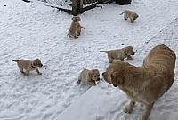 Jane helps give the puppies confidence in the snow