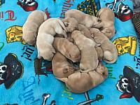 Mound O Puppies