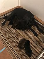 Pru checking out her puppies