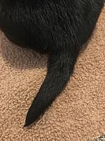'Otter' tail