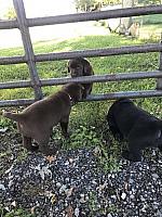Oh no, they figured out the farm gate?!