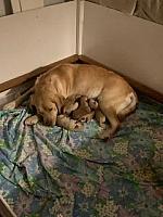 Pre-Puppies & Newborns