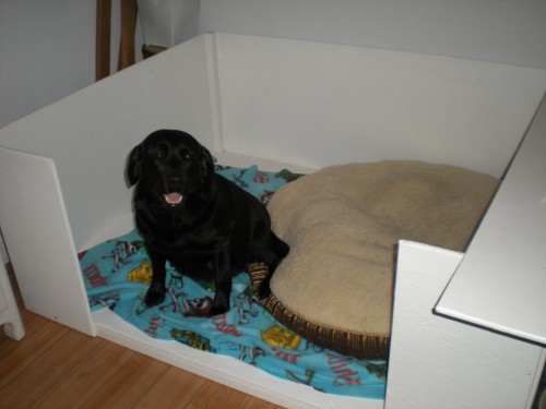 In my whelping box....would prefer Kim's bed!