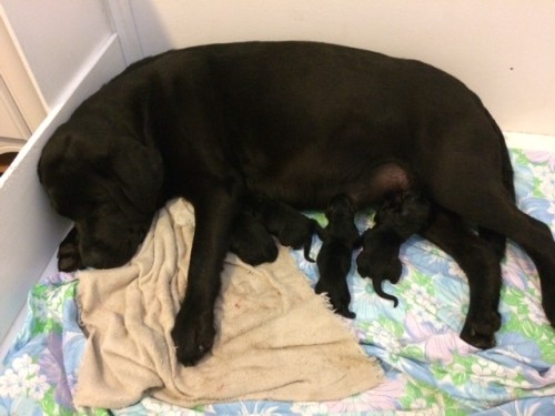 Just a few minutes old, puppies quickly latch on and Darcy settles into her new 'part-time' job