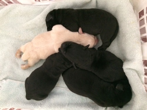 5 puppies! 3 Black males, 1 Black Female and 1 Yellow Female