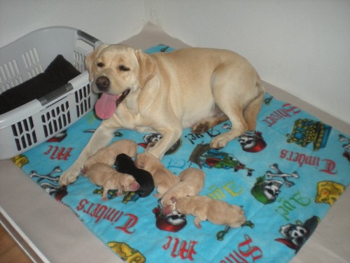 Happy Mabel with her new puppies