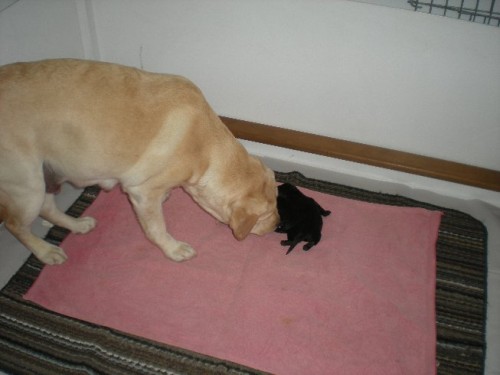 Next morning, checking to makes sure puppies are clean