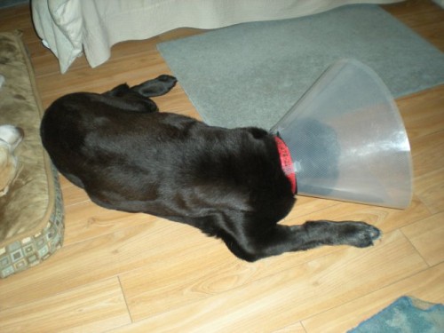 The cone was not her favourite new thing about 2010