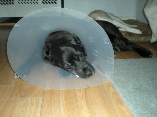 Colleen and the Cone of Silence-post eye surgery Jan 2010