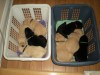 Highlight for Album: Puppies 3 Weeks Old