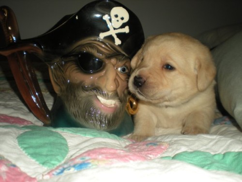 Yo Ho Ho, a Pirate!