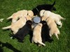 Highlight for Album: Puppies 5 Weeks Old