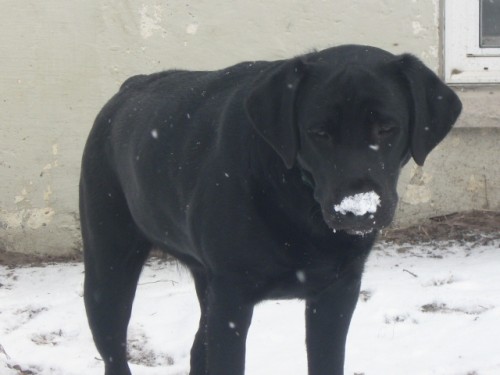 Lola is so skilled, she can catch snow on her nose!