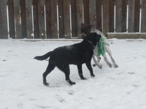 'Lola' and friend 'Dusty' tearing up the backyard