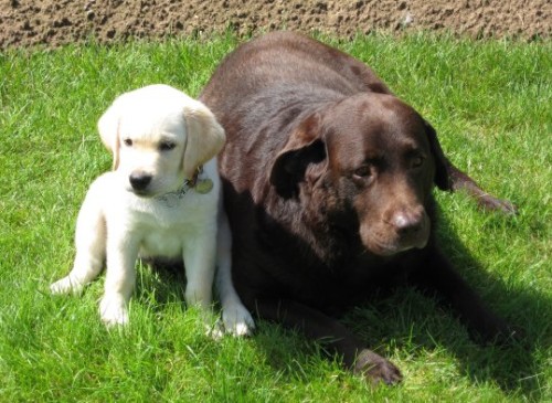 Jaxsen and his new canine bro