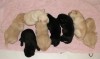 Highlight for Album: Puppies 2 Weeks Old