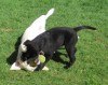 'Lucy' and 'Jessi' playing