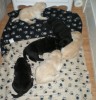 See that yellow puppy? He is always trying to crawl under the nightable! LOL