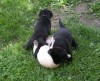 It takes two black puppies to keep that yellow girl down!