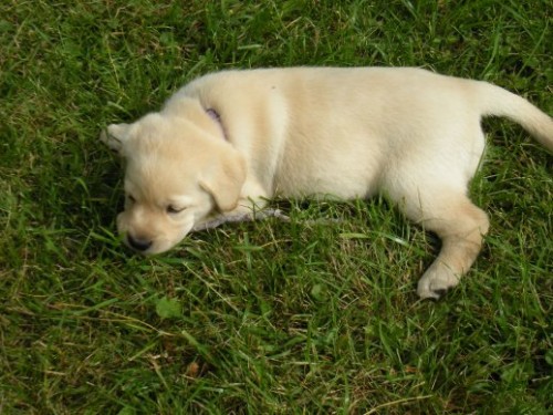 Snoozing on the grass