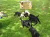Poodle puppies teasing the Lab puppies!