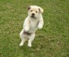 Thank God Its Friday! 
Max jumps for joy!