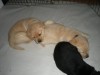 Shhhhh sleeping puppies