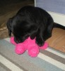 Puppies are certainly bigger than the teddy  now!