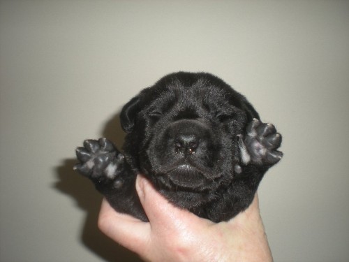 Black Female(put your paws up!)