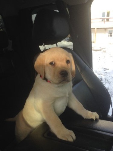 Cabo-Ironman-is a copilot with his new dad in New Hampshire