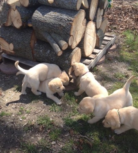 Part Beaver/Part Dog
Chewing wood is very natural to Labradors, lol
