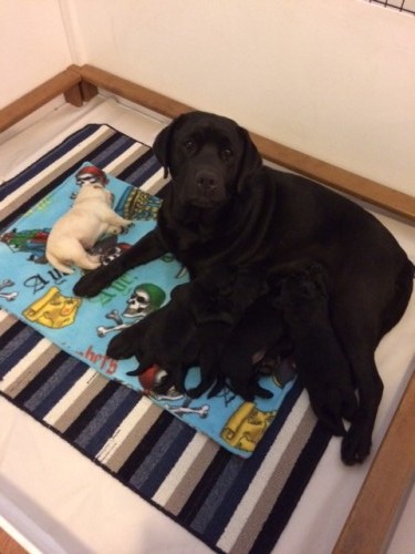 Darcy with her puppies