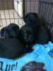 Pile of black puppies