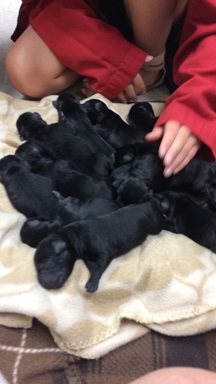 Thats alot of puppies!