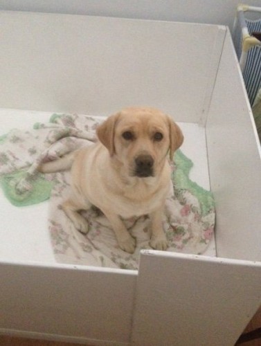 Pippa waiting in her whelping box for puppies