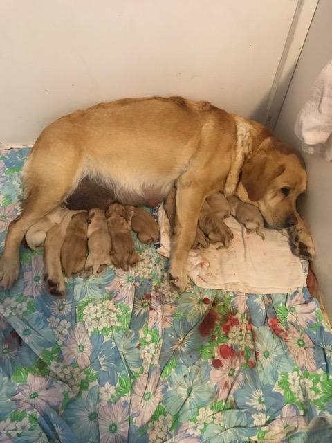More puppies are arriving