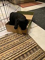 Puppy in a box!