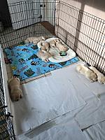 Puppies learning clean/sleep area from newspaper