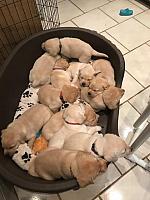 12 Exhausted puppies