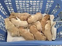 12 puppies