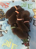 The chocolate puppies