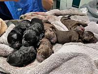 Puppies right out of womb via csection